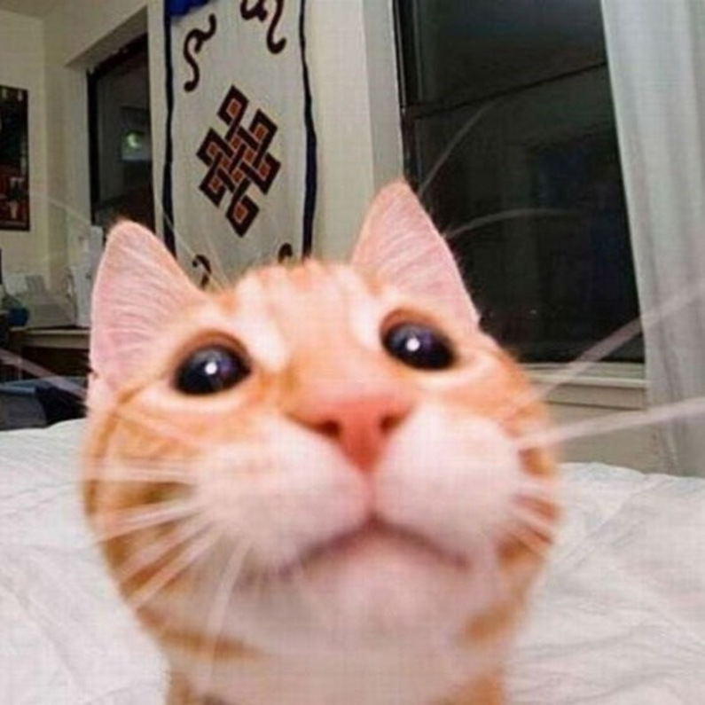 Gabe Cat looking into the camera